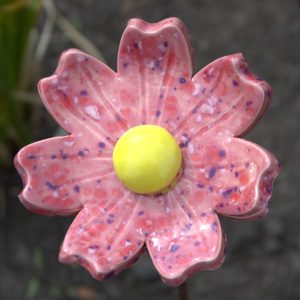 Cosmea roze