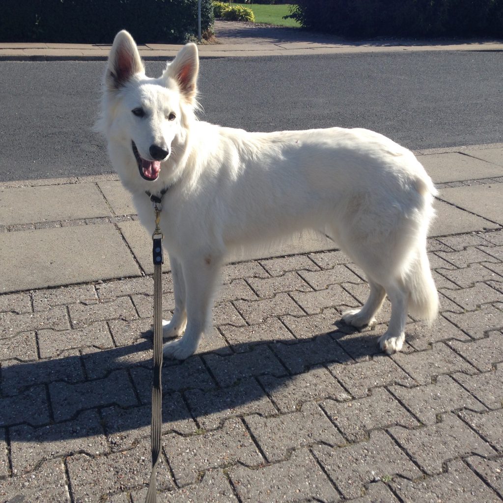 – Kennel Digebjerggaard