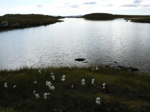 Badsjö Ljungdalsfjällen
