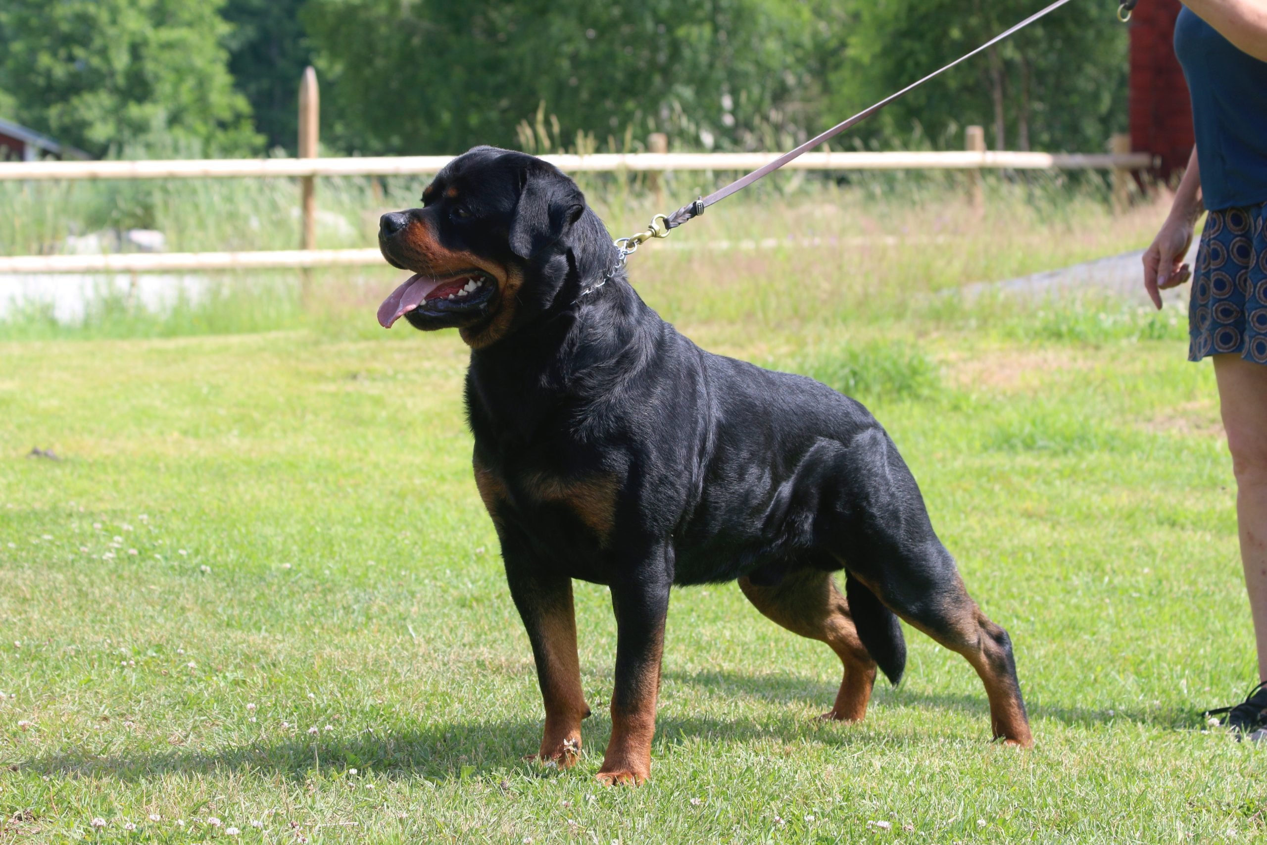 Rottweiler Kennel Just Ask