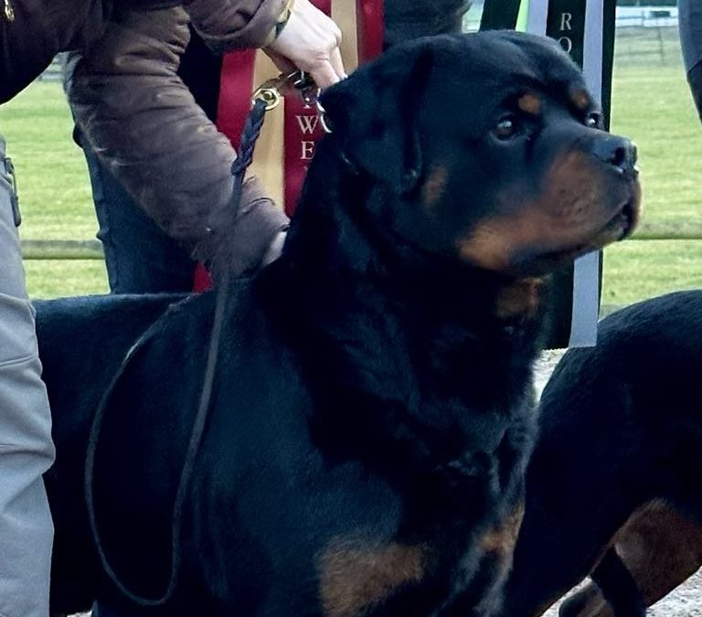 Venom – Best in Show på Vinterspecialen 2024