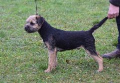 Borderterrier