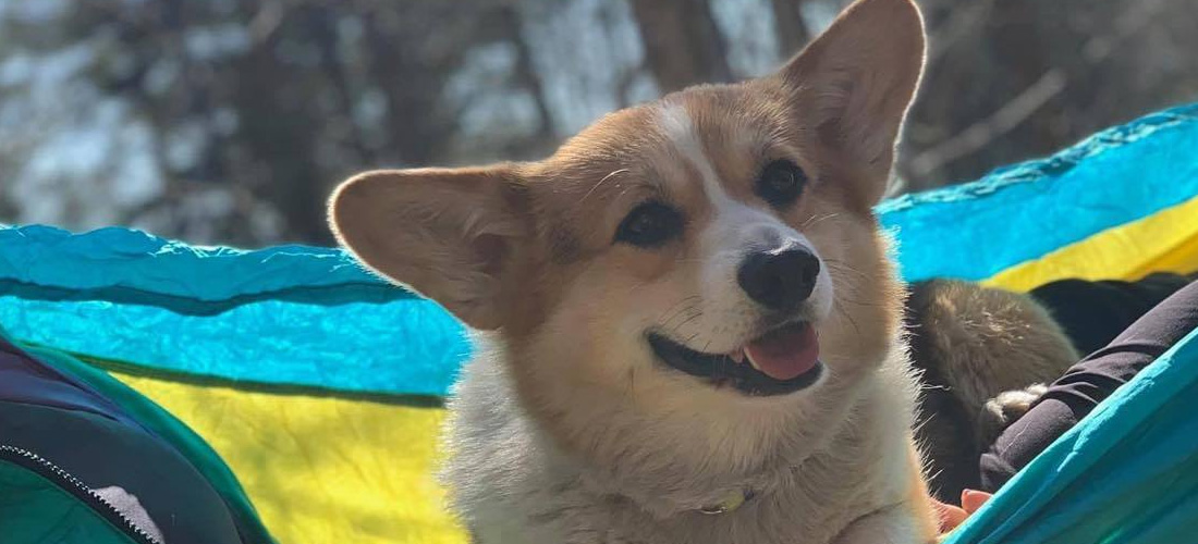 Kennel Siggen – Kennel Siggen driver oppdrett av hunderasen welsh corgi  pembroke