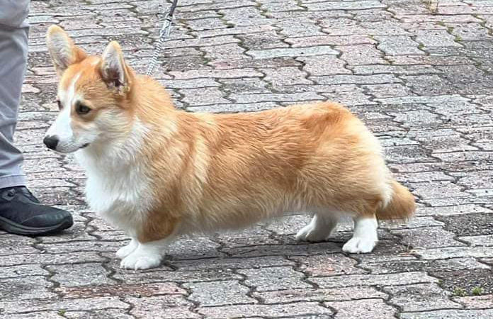 «Boris»-Bojojamile-Border-Line