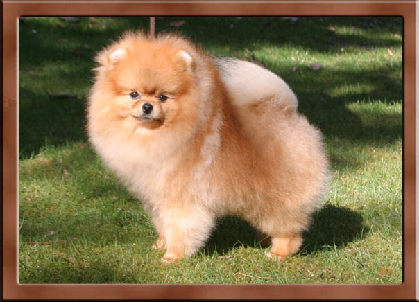 Toplinepom Power Rolls