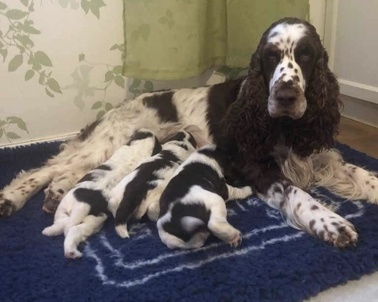 Kennel Zkatans – Engelsk springer spaniel