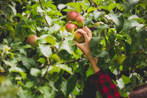 Branding-lavthængende-frugter