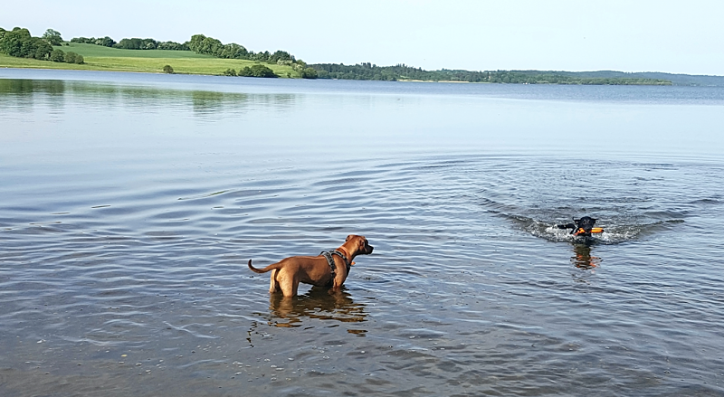 Sommer og hundesvømning