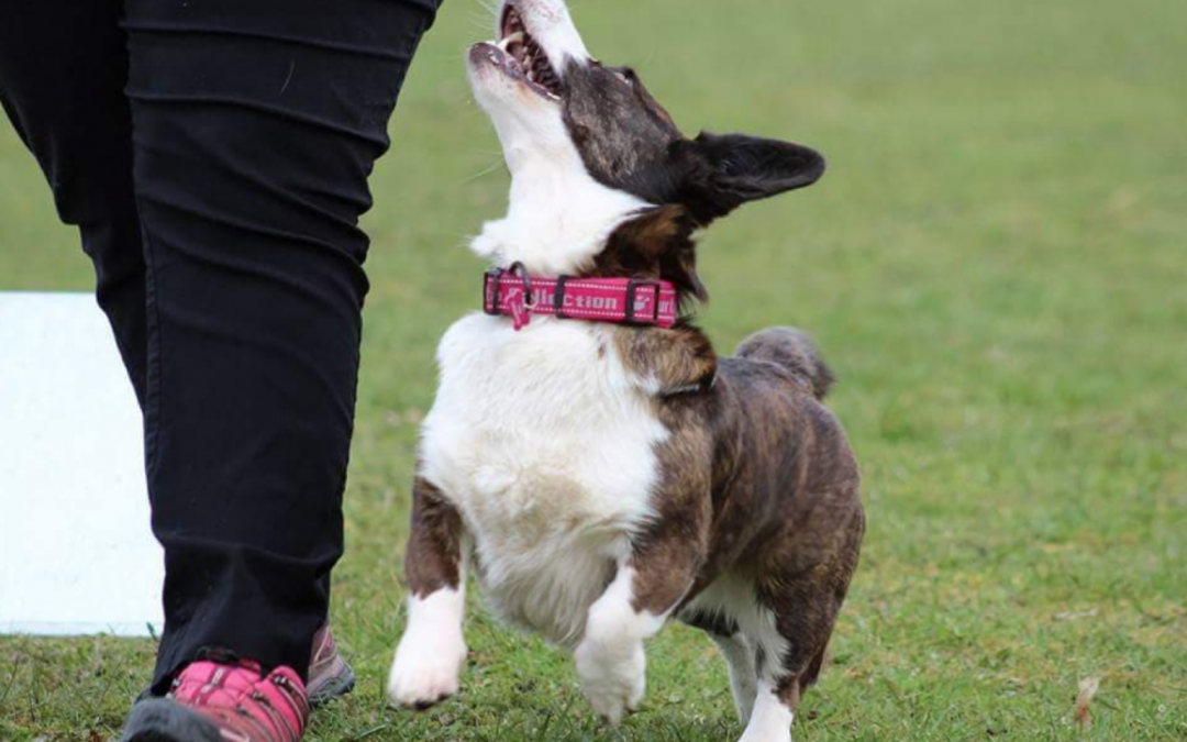 Opvarmning og nedkøling af din hund