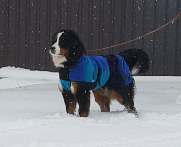 Hunde i kolde biler