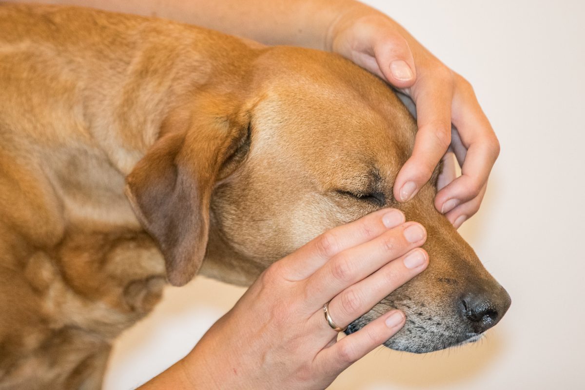 Kranio sakral terapi er en blid afbalancering af hundens knogler og væv
