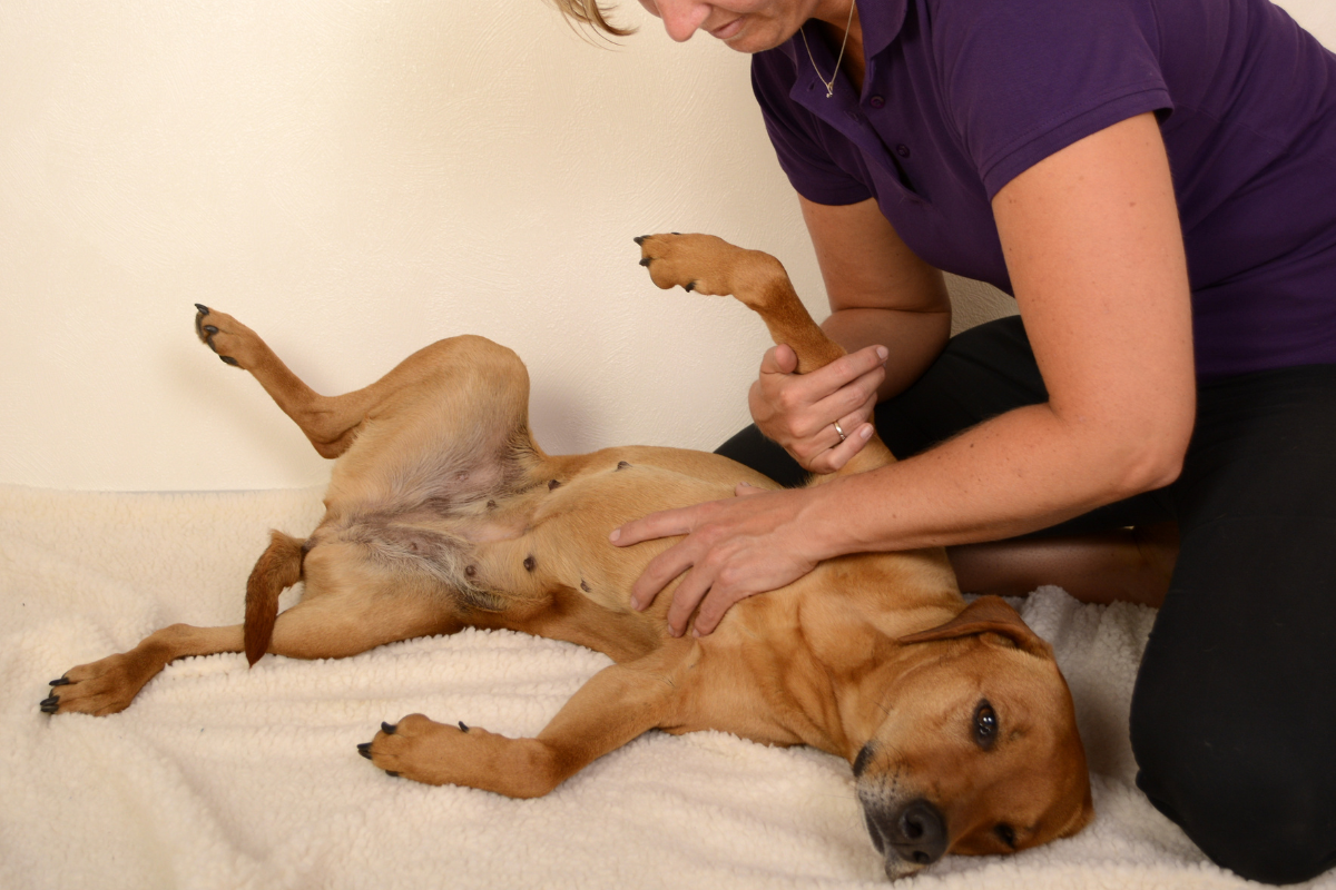 opladning violet Ti år Fysioterapi til hund og kat. Et vigtigt led i en god genoptræning