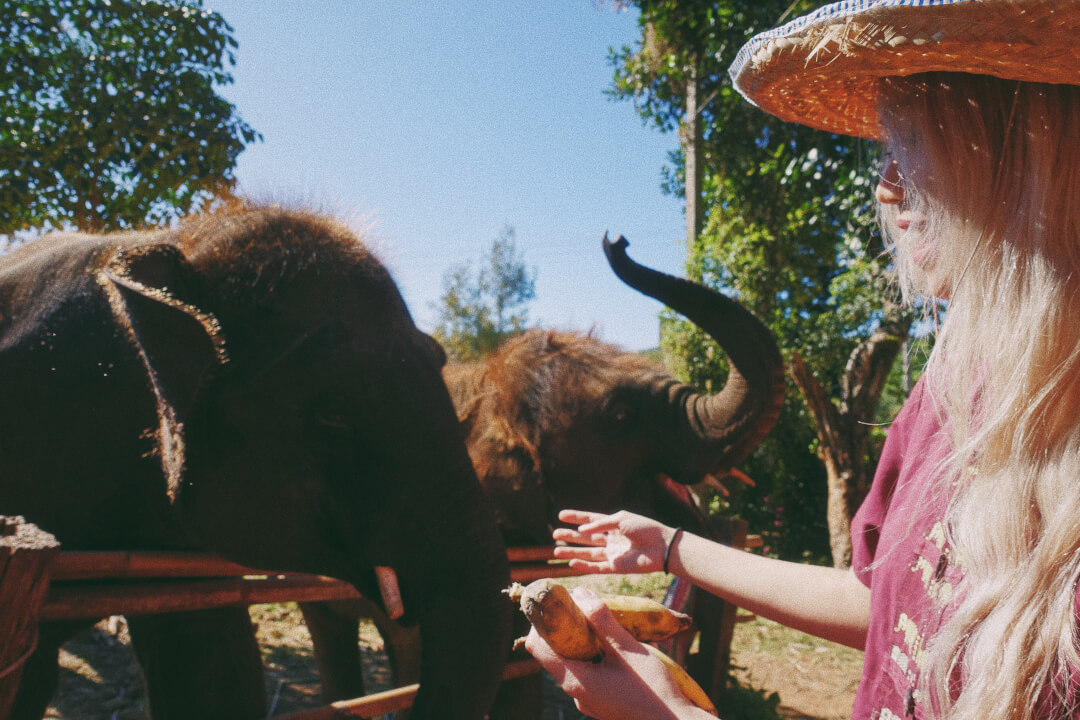 Keyta Hawkins, Chiang Mai elephants Keyta Hawkins, Chiang Mai elephants