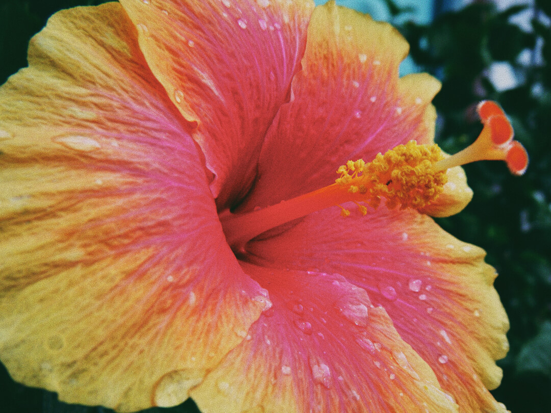 DSCF1431