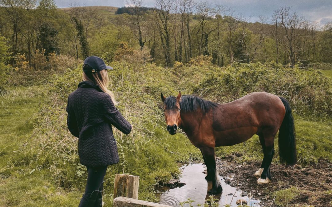 Brecon Beacons horses