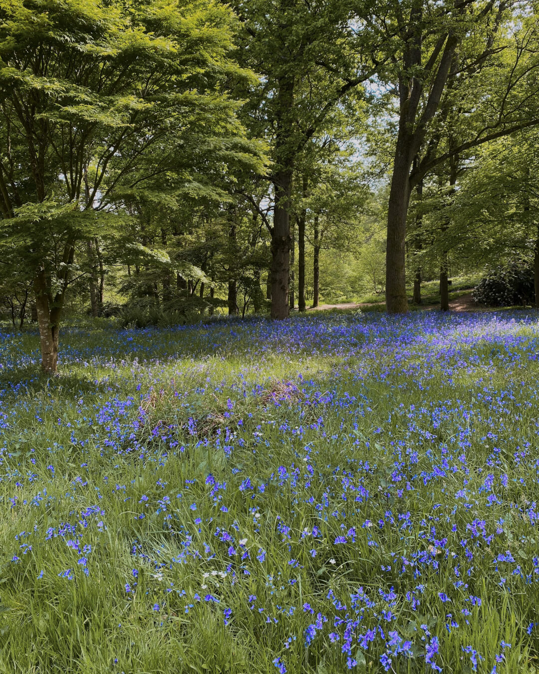 Bluebell woodland - Winkworth Arboretum