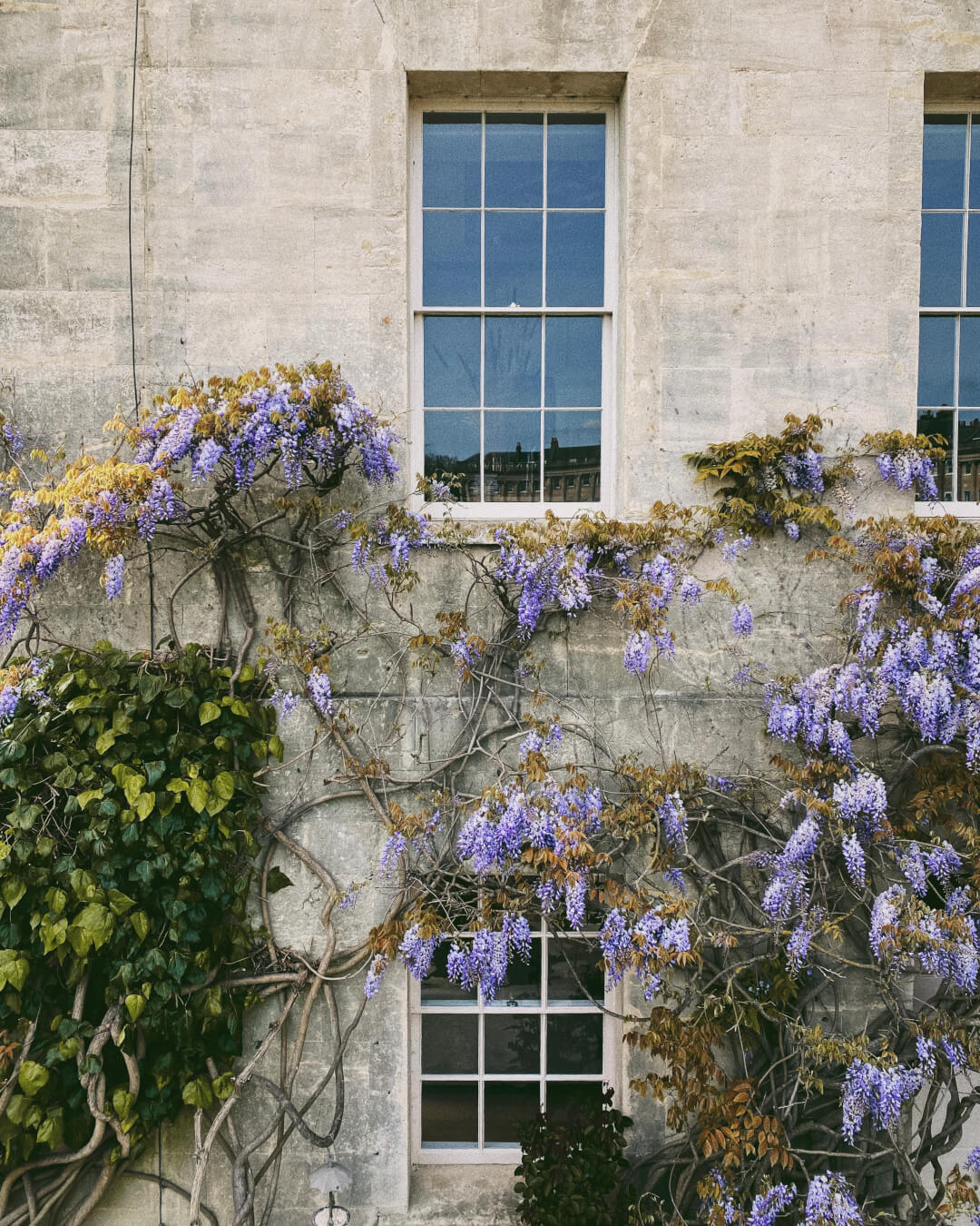 Wisteria in Bath