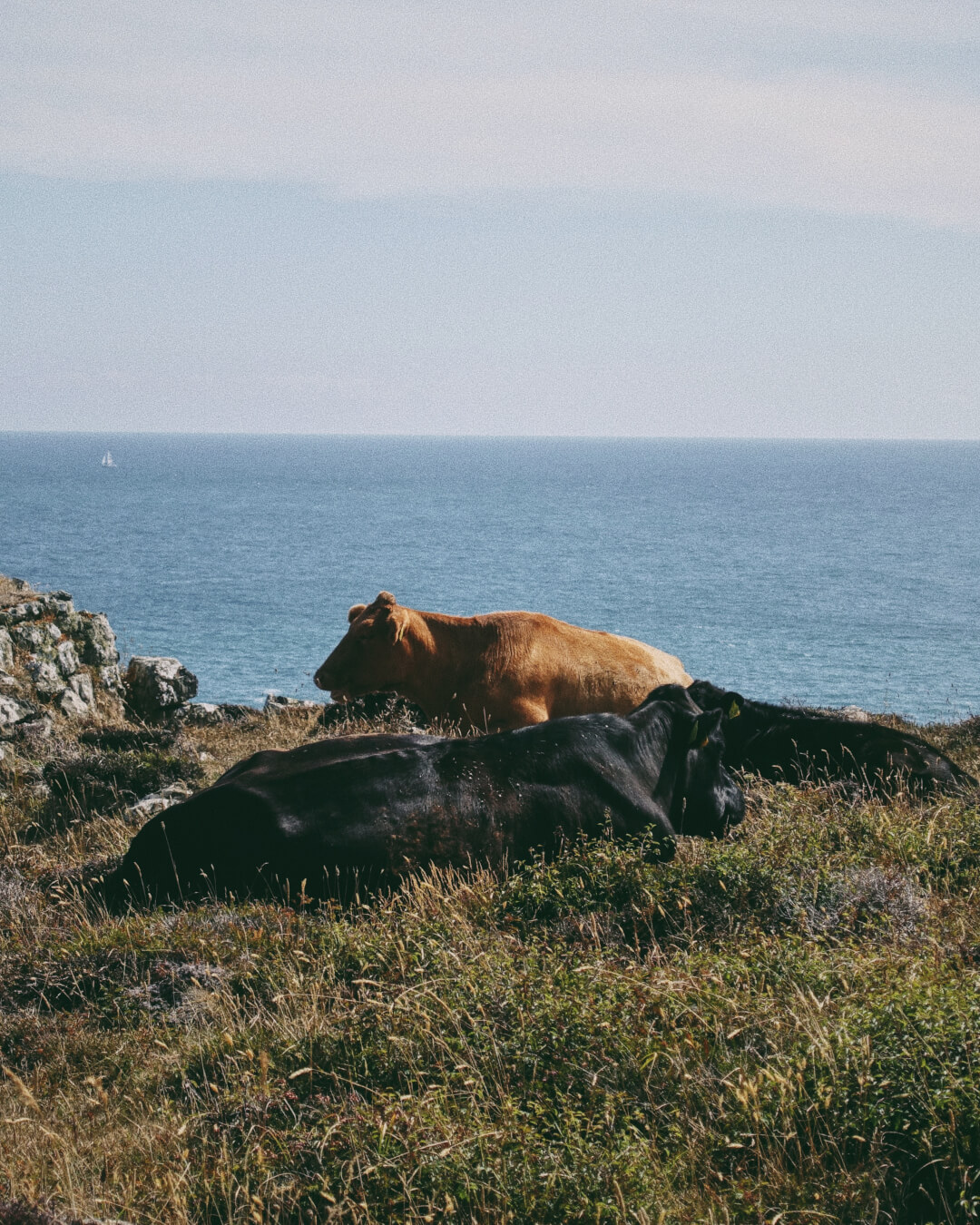 Kynance Cove