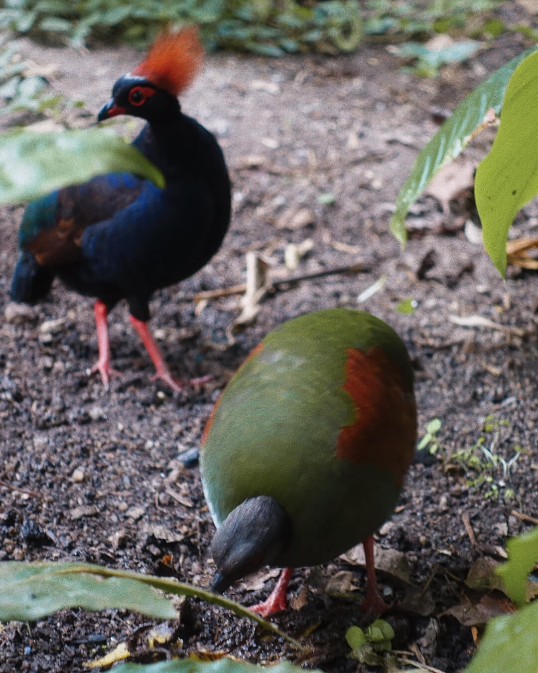 The Eden Project 1