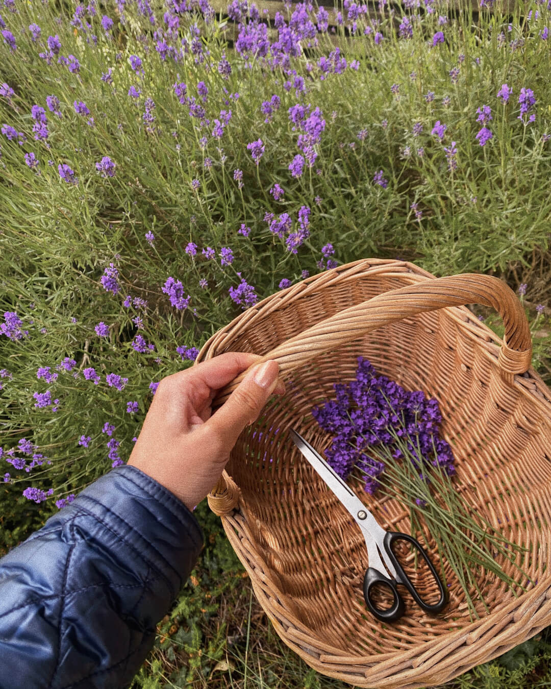Lavender Lavender