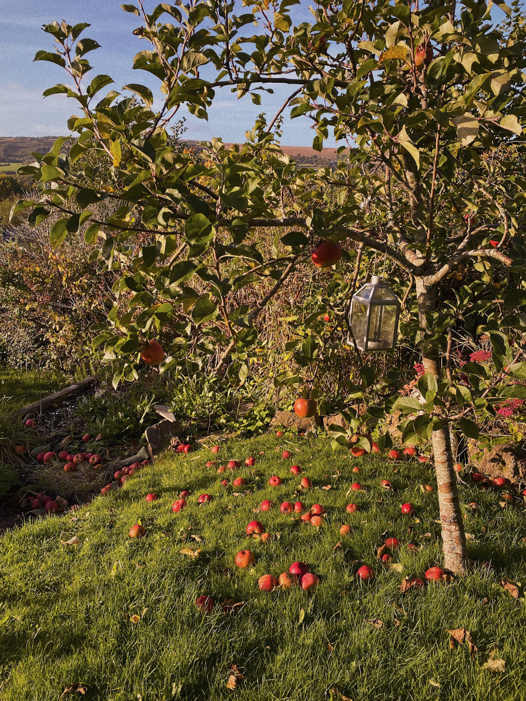 Homegrown apples