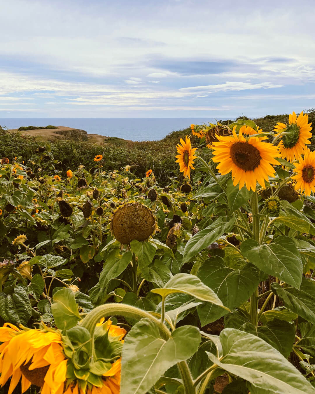 Rhossili Bay sunflowers - Gower