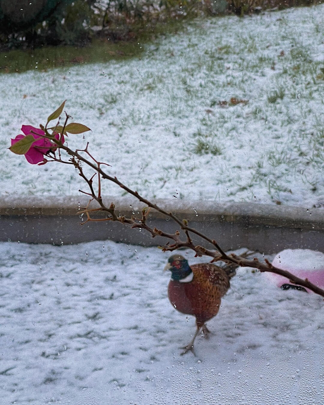 Snow day in Wales