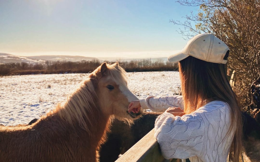 Ponies in Wales