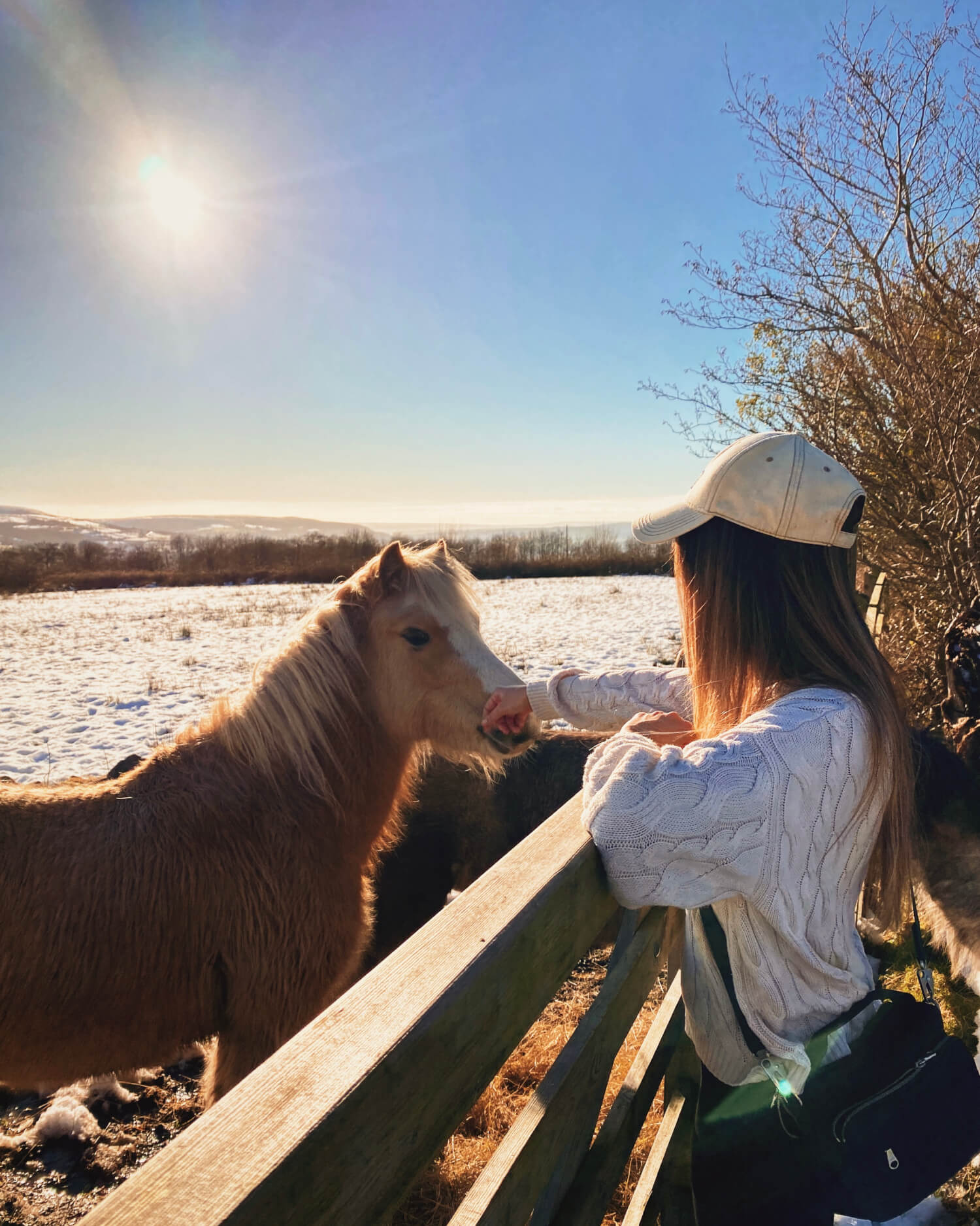 Ponies in Wales