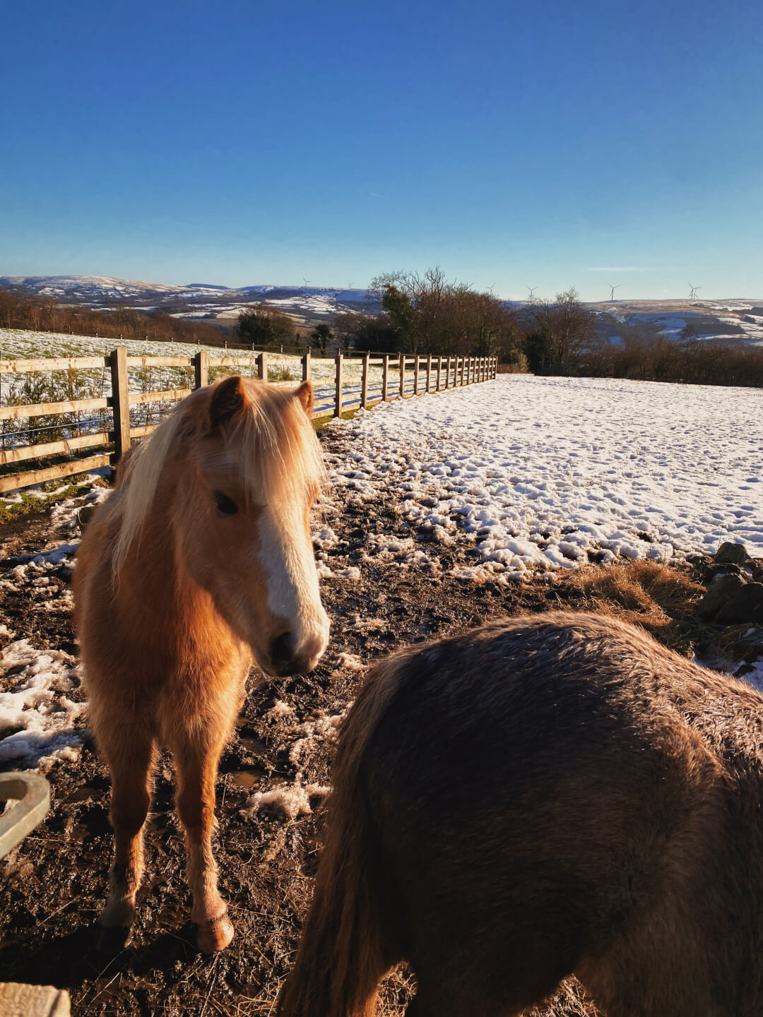 Ponies in Wales