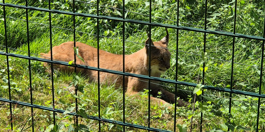 Wildpark Hundshaupten - Egloffstein