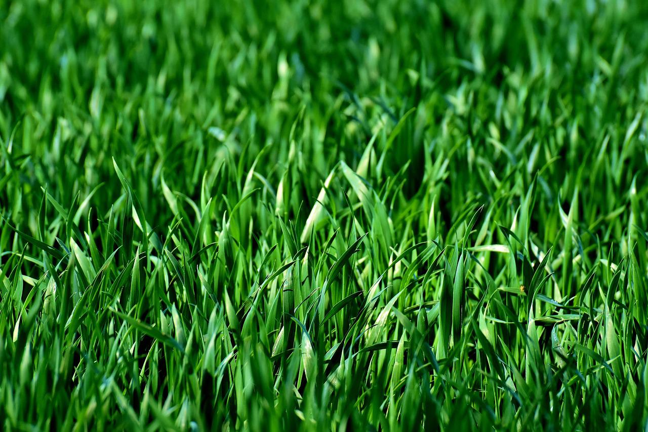 meadow, field, grass-3375052.jpg