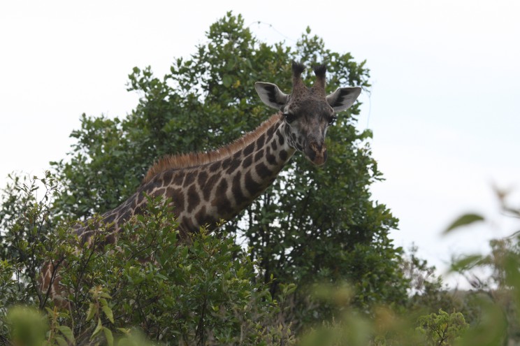 Giraffen kigger lige så meget på os, som vi på den