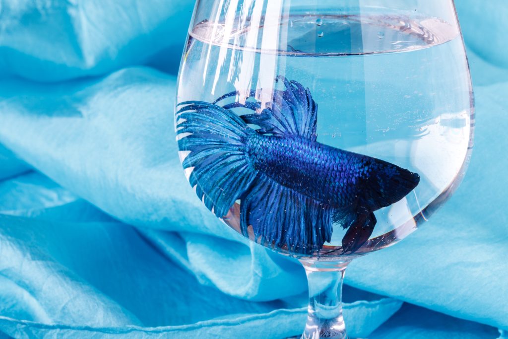 Blue fish in wine glass