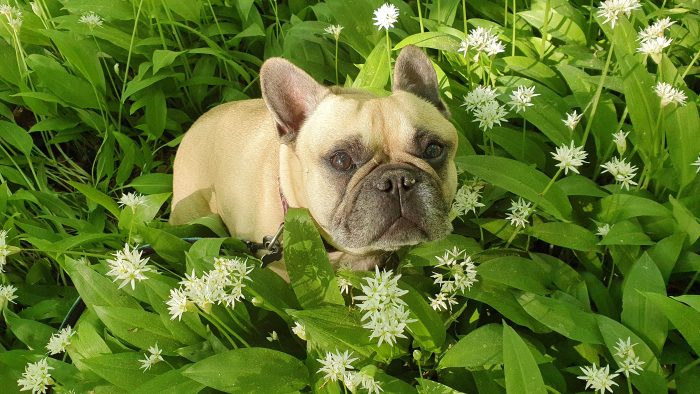 Dekorativ hund ibland blommande ramslök i skogarna kring Kinnekulle