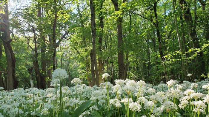 Ramslöken blommar på Kinnekulle