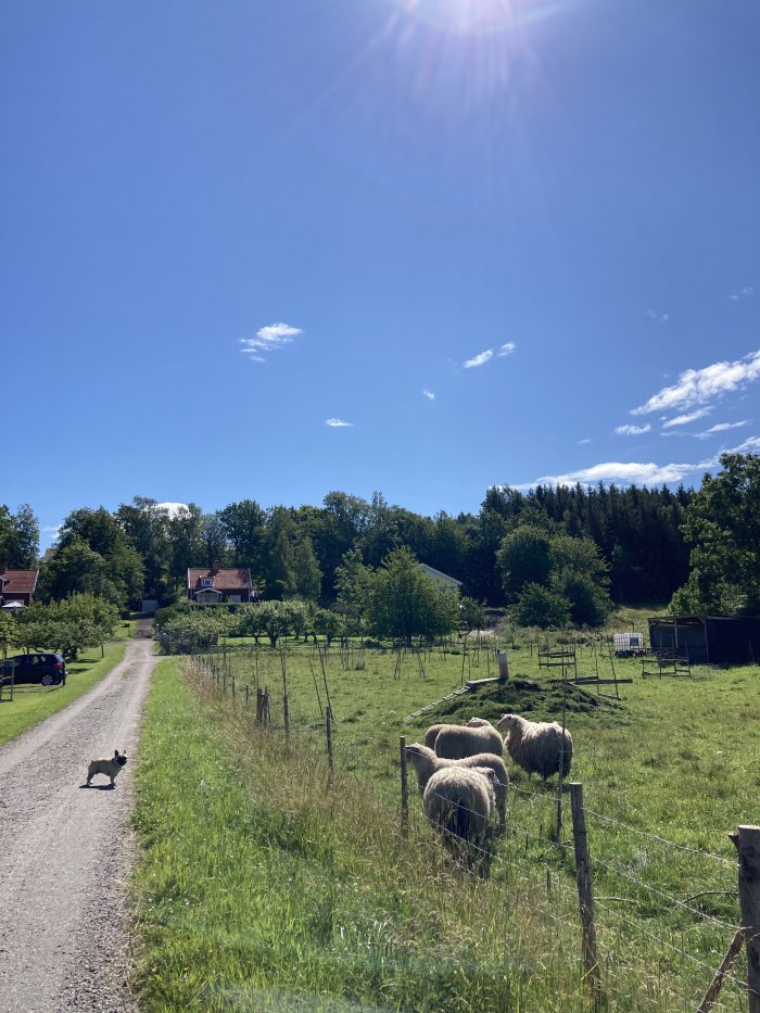 Lantligt med får och andra djur på Kinnekulle med omgivningar.