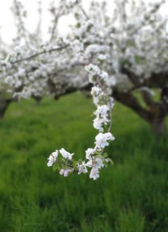 Äppelblommor