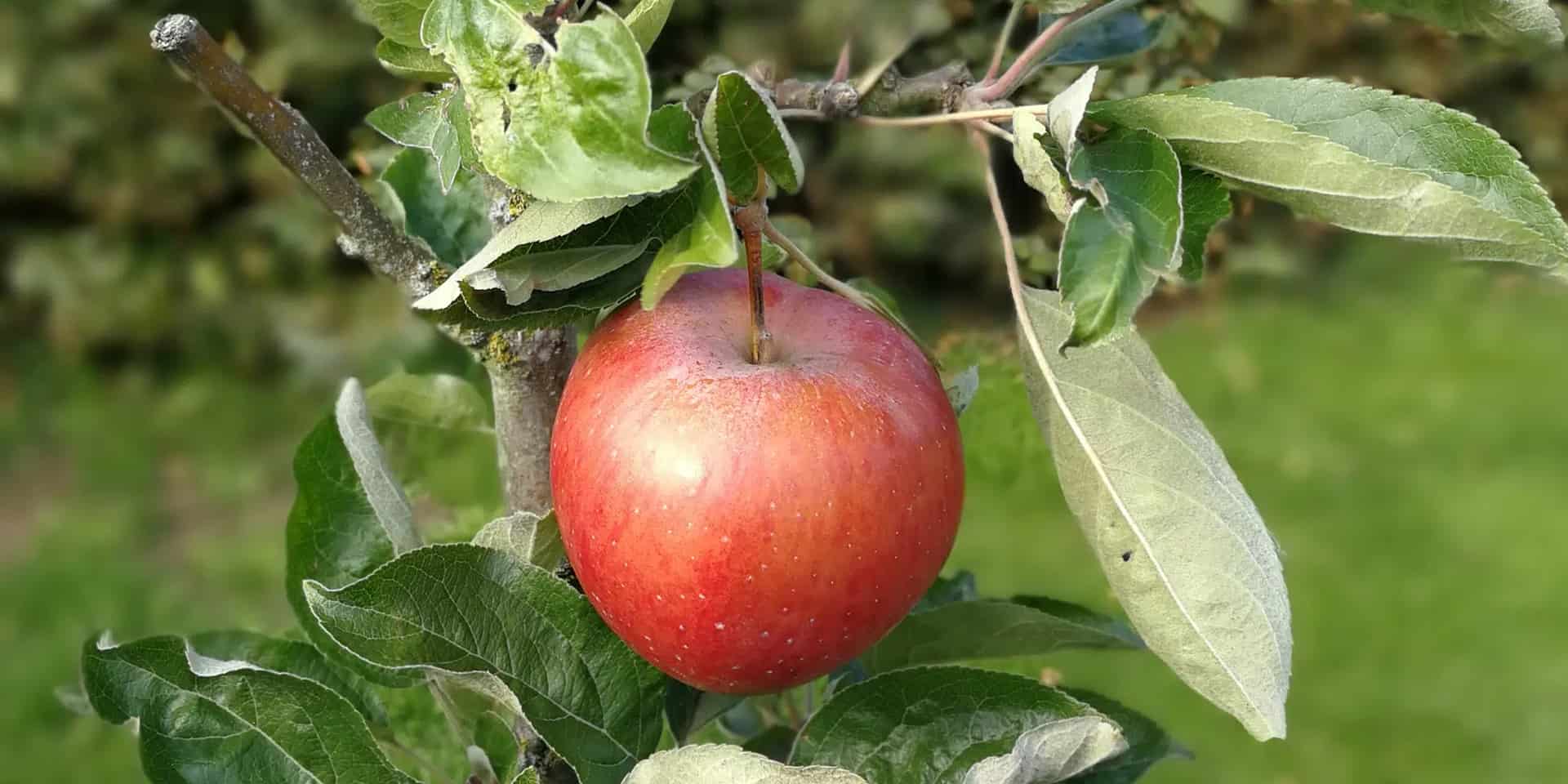 La pomme à Kivik