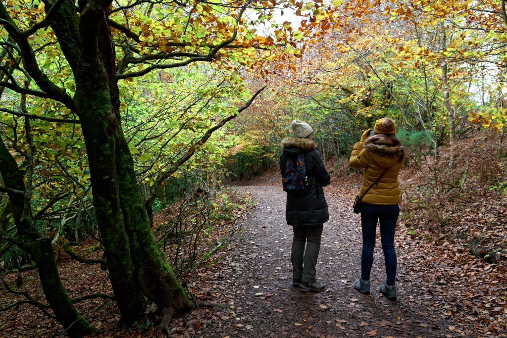 Haldon Forest Park, Near Exeter, Devon