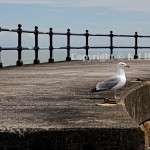 Mevagissey, Cornwall- Seagull