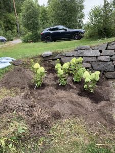 Planting av Syrinhortensia