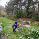 Trefelling, kappe ved, ved stabling, felle trær, porsgrunn, skien