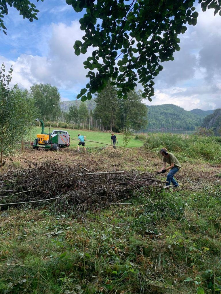 Felling av trær, trefelling, fresing av trær, opprydding, fliskutter