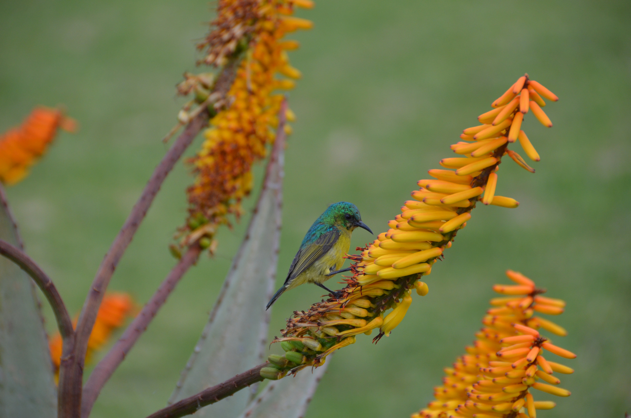 Yellow-breasted Sunbird Geelborst zonnevogel Kruger National Park, Zuid-Afrika juli 2012