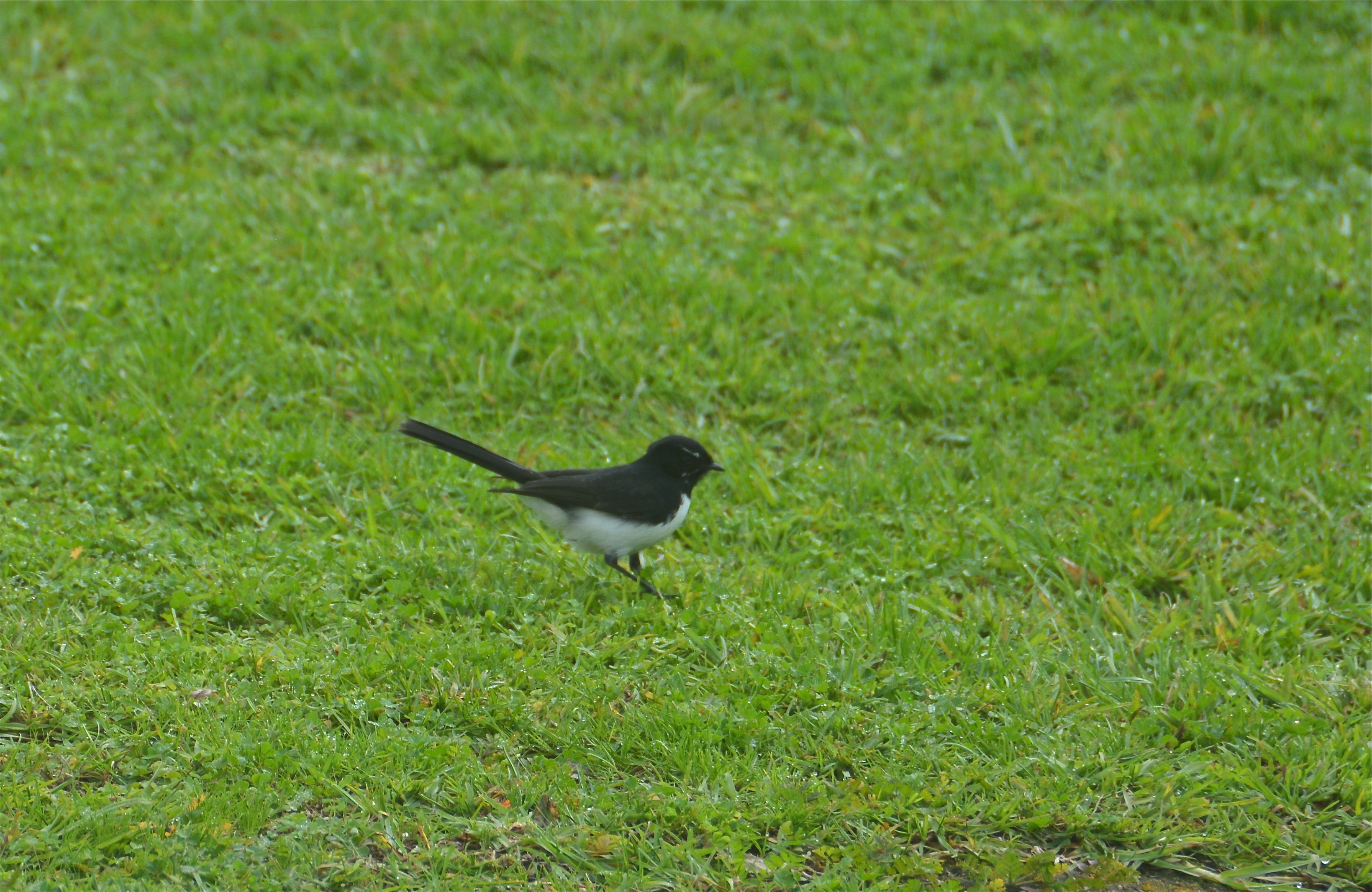 Willie wagtail Tuinwaaierstaart Lyndoch, South Australia, Australië 30 juli 2016