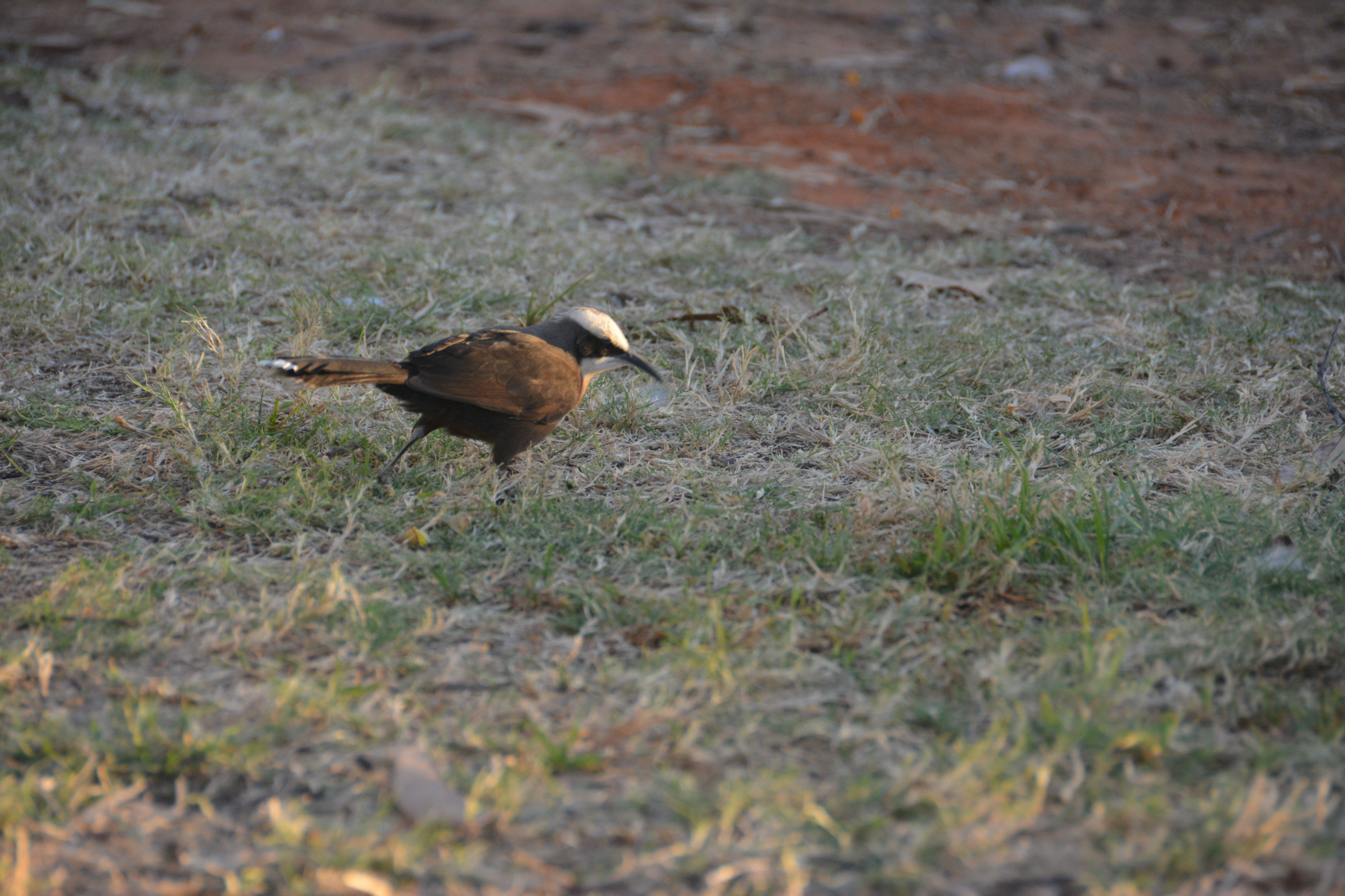 Hall's babbler Halls babbelaar Alice Springs, Northern Territory, Australië 10 augustus 2016