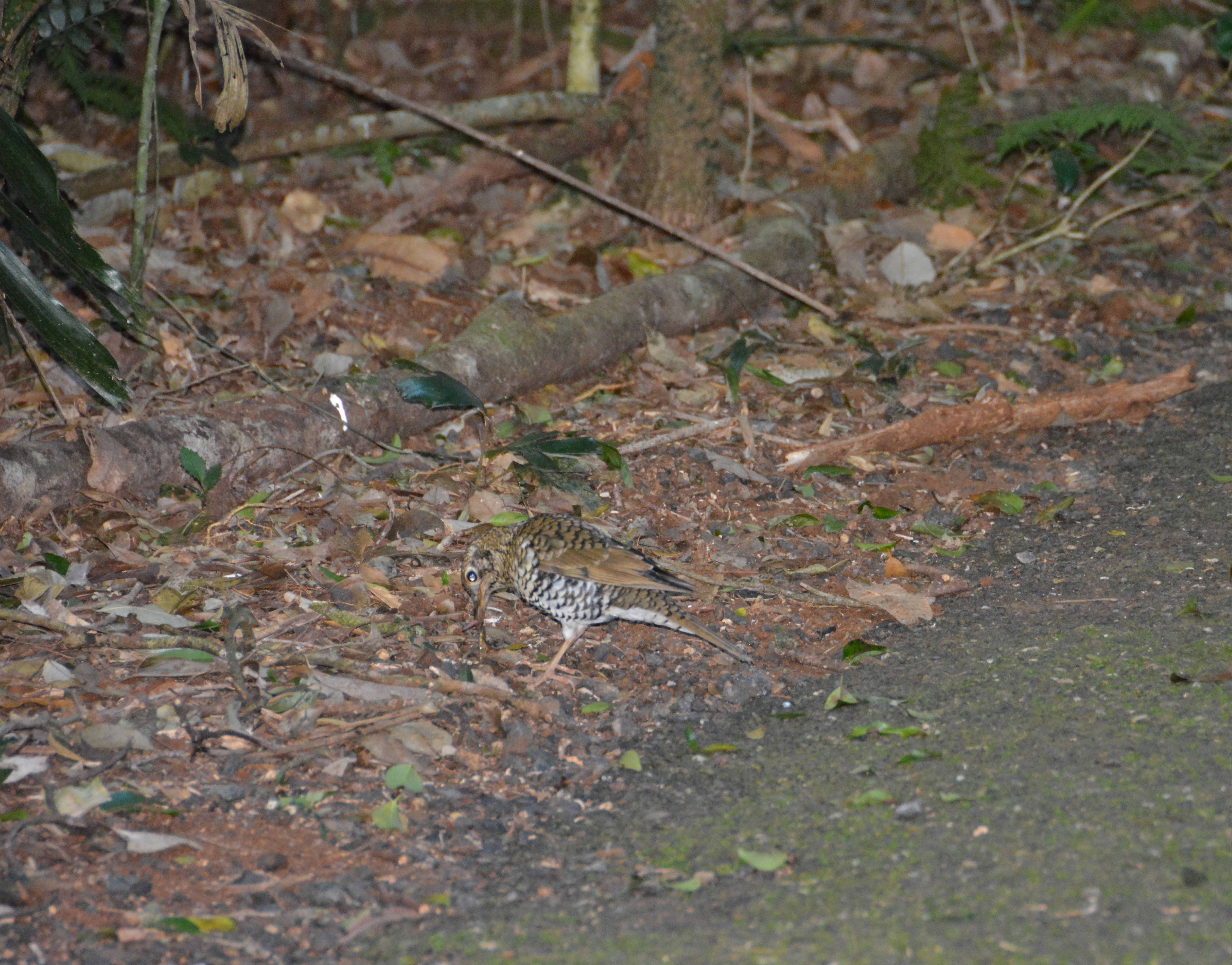 Bassian thrush Tasmaanse goudlijster Dorrigo National Park, New South Wales, Australië 9 augustus 2014