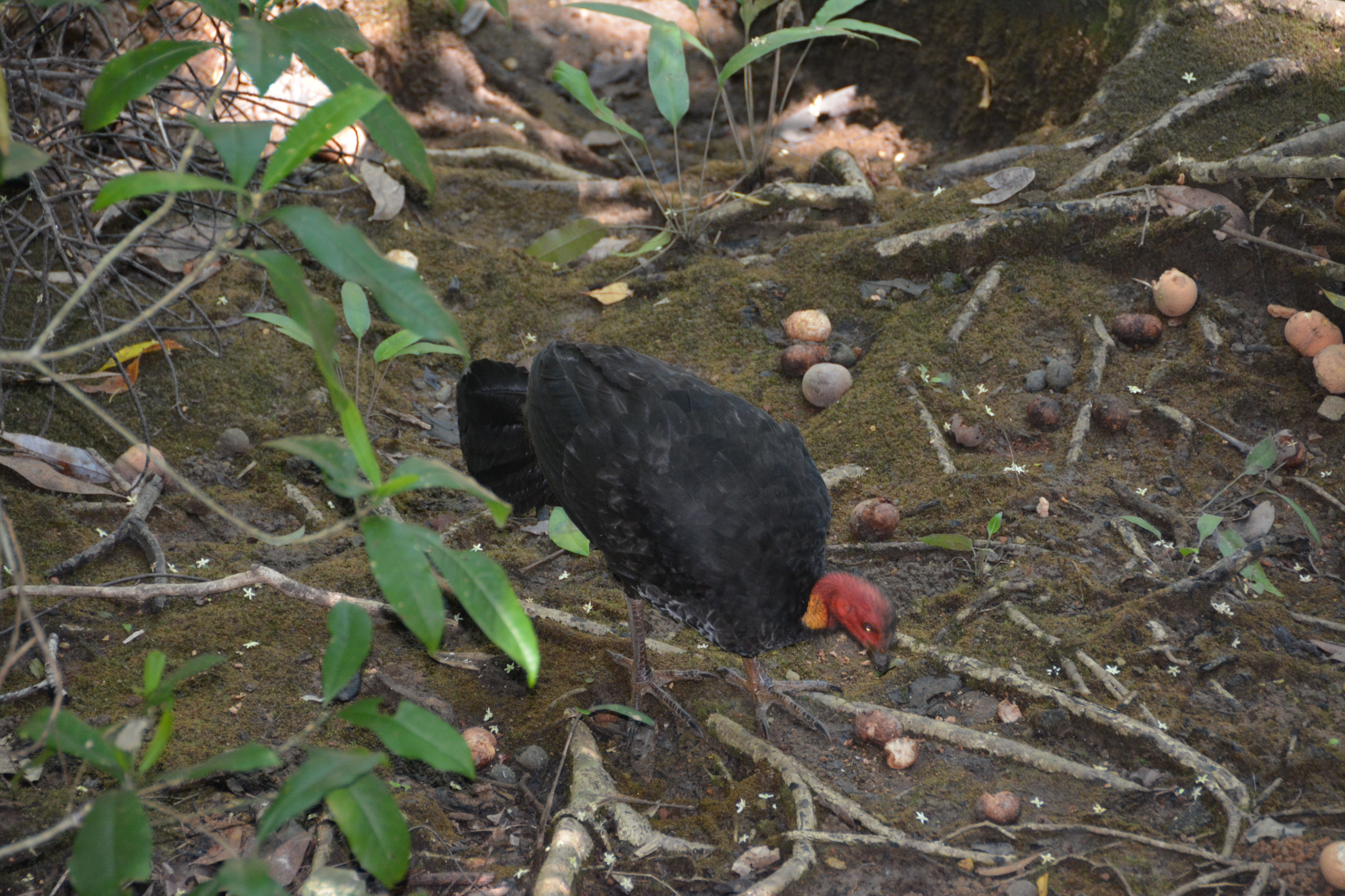 Australian brushturkey Boskalkoen Daintree, Queensland, Australië 27 augustus 2014