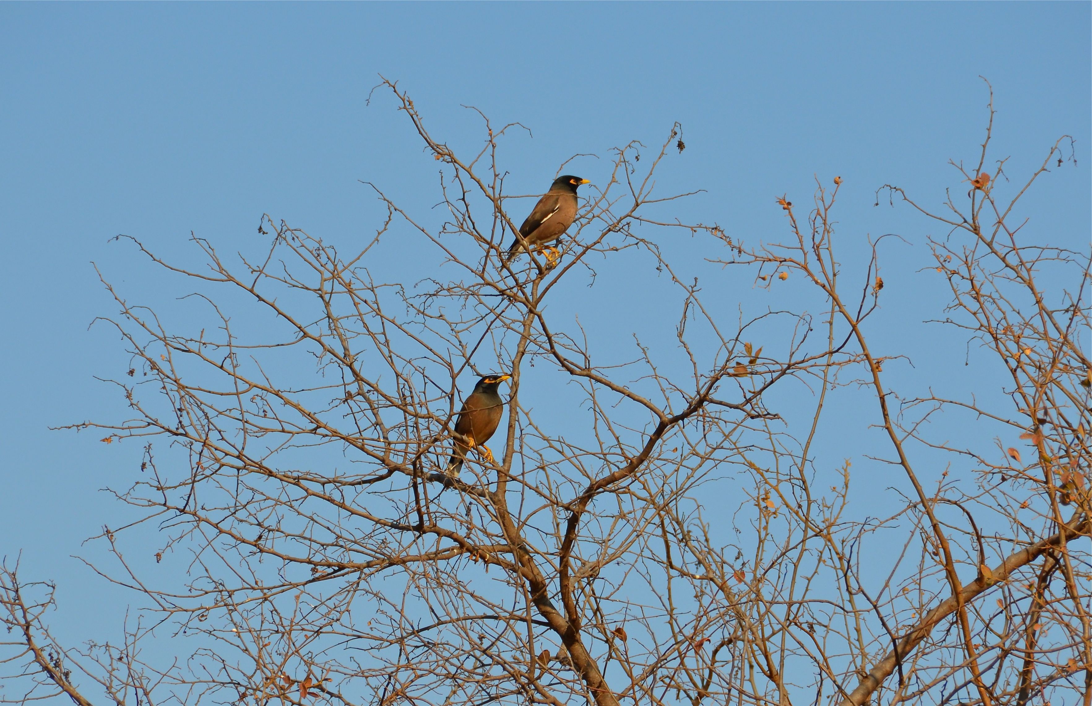 Common Myna Treurmaina (treurspreeuw) Nylstroom, Limpopo, Zuid-Afrika 11 juli 2012